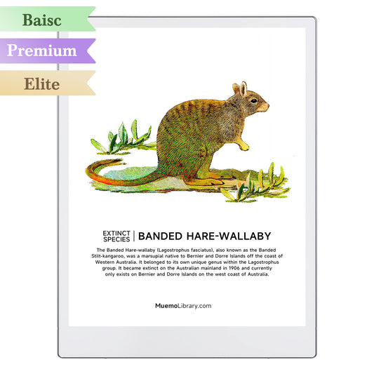 ReMarkable Paper Pro Sleep Screens, BANDED HARE WALLABY, 1 PNG