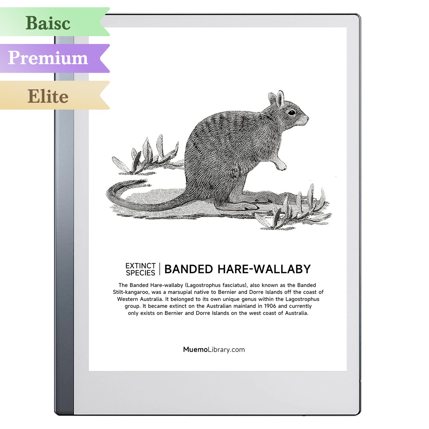 ReMarkable 2 Sleep Screens, BANDED HARE WALLABY, 1 PNG