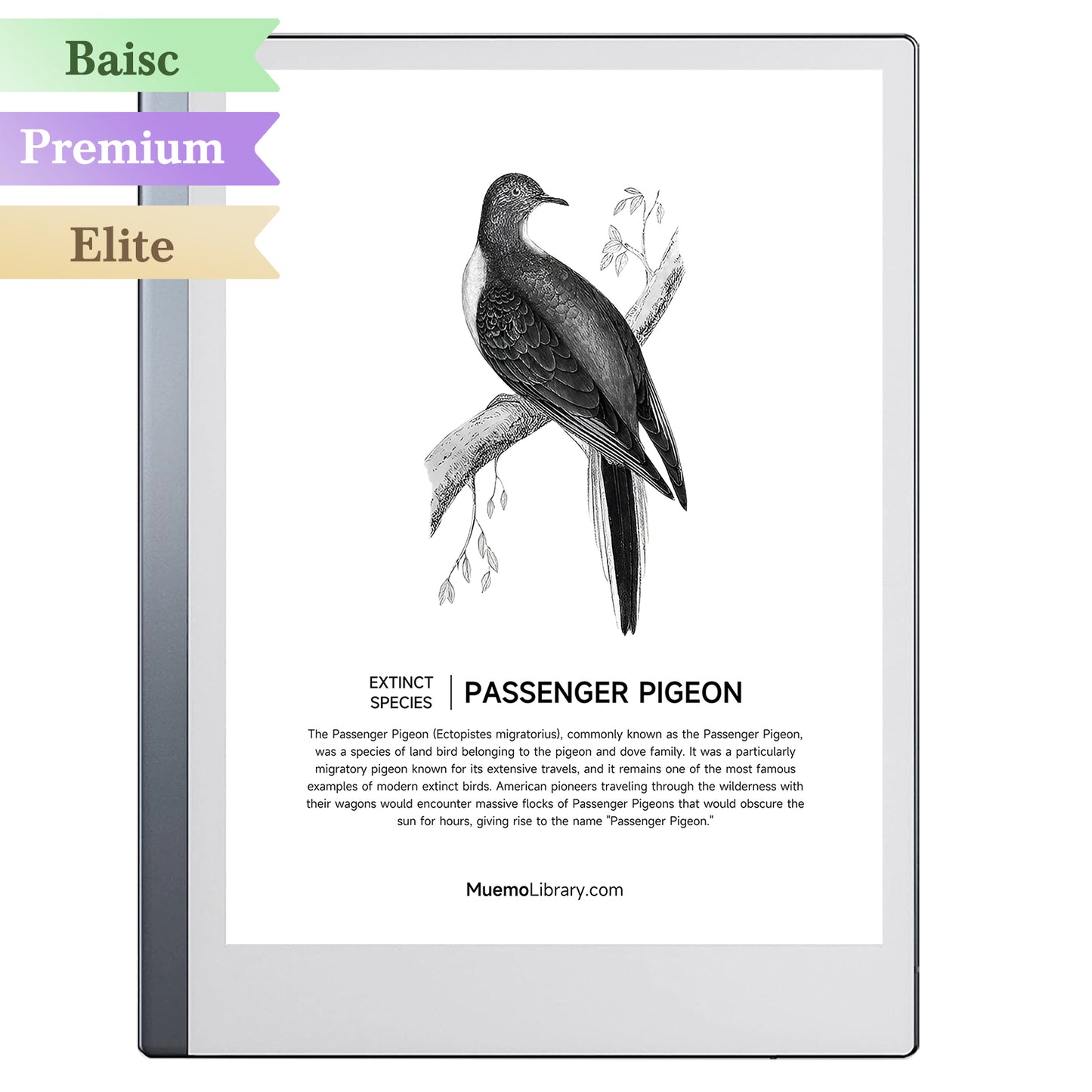 ReMarkable 2 Sleep Screens, PASSENGER PIGEON, 1 PNG